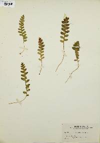 Polypodium vulgare image