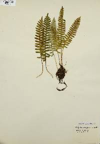 Goniophlebium niponicum image