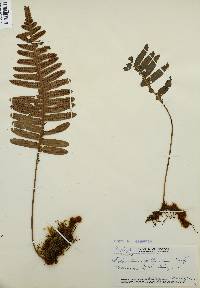 Polypodium pellucidum image