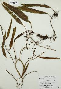 Polypodium percussum image