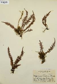 Polypodium sarmentosum image