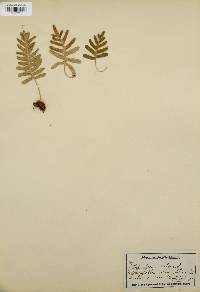 Polypodium vulgare image