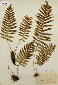 Polypodium vulgare image