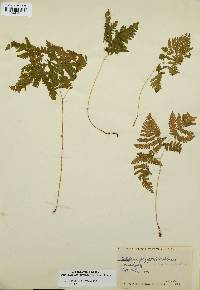 Gymnocarpium dryopteris image