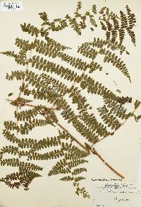 Dennstaedtia scandens image