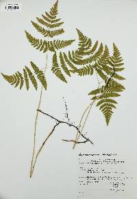 Gymnocarpium dryopteris image