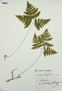 Gymnocarpium dryopteris image