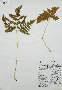 Gymnocarpium dryopteris image