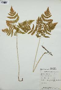 Gymnocarpium dryopteris image