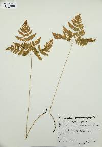 Gymnocarpium dryopteris image