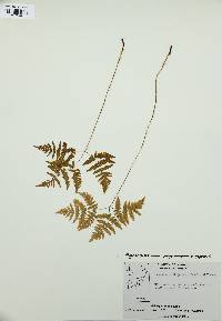 Gymnocarpium dryopteris image