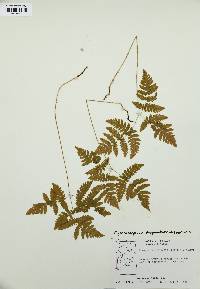 Gymnocarpium dryopteris image