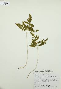 Gymnocarpium dryopteris image