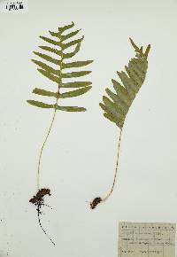 Polypodium serratum image