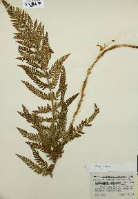 Polystichum aculeatum image