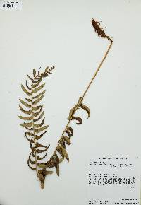 Polystichum imbricans image