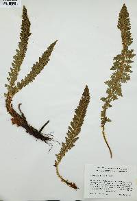 Polystichum lemmonii image