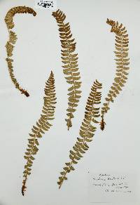 Polystichum lonchitis image