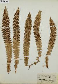 Polystichum lonchitis image