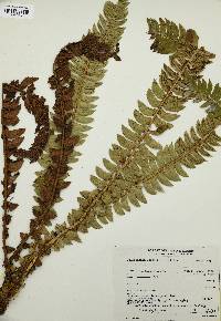 Polystichum lonchitis image