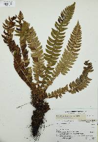 Polystichum lonchitis image