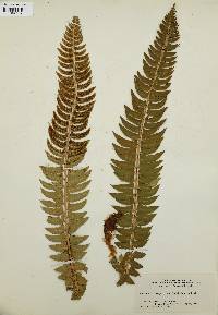 Polystichum lonchitis image