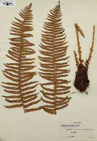 Polystichum munitum image