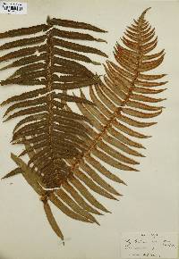 Polystichum munitum image