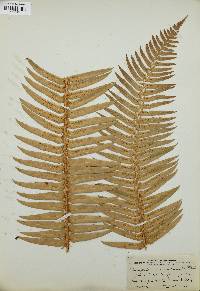 Polystichum munitum image