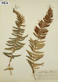 Polystichum munitum image