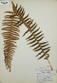 Polystichum munitum image