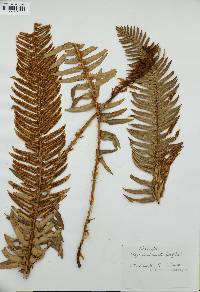 Polystichum munitum image