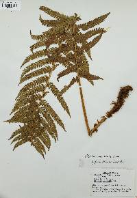 Polystichum aculeatum image