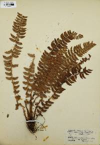 Polystichum lonchitis image