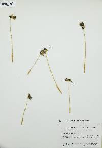Pseudolycopodiella caroliniana image
