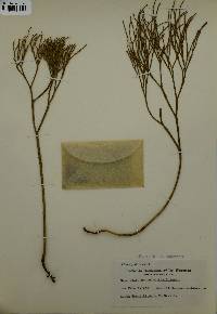 Psilotum nudum image