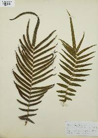 Pteris longifolia image