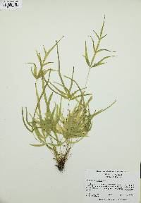 Pteris multifida image