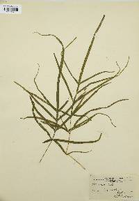 Pteris serrulata image