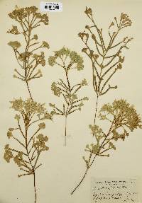 Pteris serrulata image