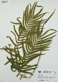 Pteris vittata image