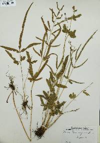 Pteris ensiformis image