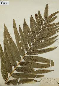 Pteris grandifolia image