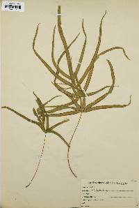Pteris serrulata image
