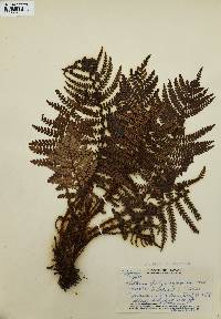 Sadleria polystichoides image