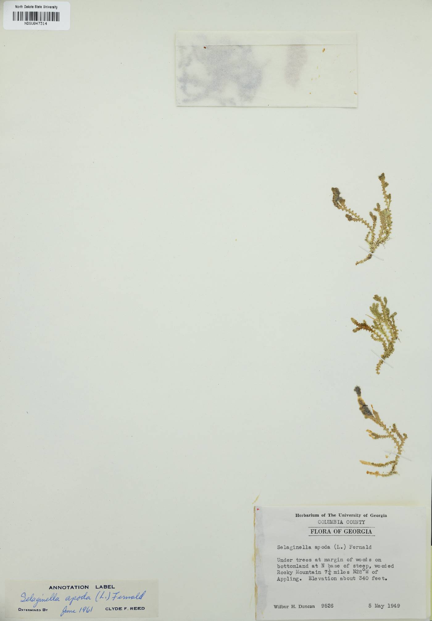 Selaginella apoda image