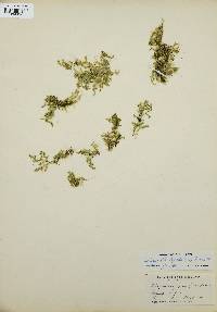 Selaginella apoda image