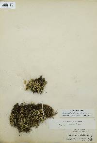 Selaginella densa image