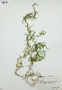 Selaginella oregana image