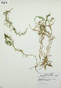 Selaginella oregana image